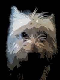 Dating driving and divorce my west highland terrier
